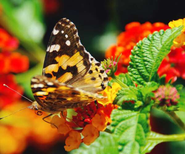 Butterflies Sicily