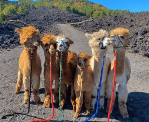 Etna Alpaca Trek