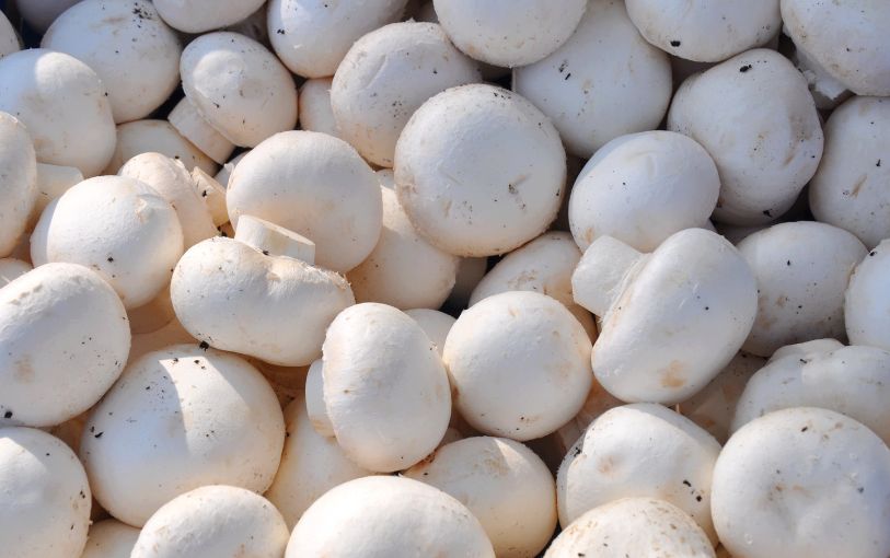 Mushrooms