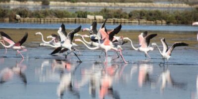 Saline di Trapani e Paceco — A Landscape of Salt, Windmills & Flamingos Saline di Trapani e Paceco — A Landscape of Salt, Windmills & Flamingos